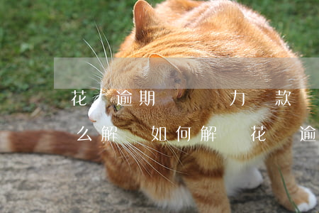 花唄逾期暫時無力還款應(yīng)該怎么解決，如何解決花唄逾期無力還款的問題？